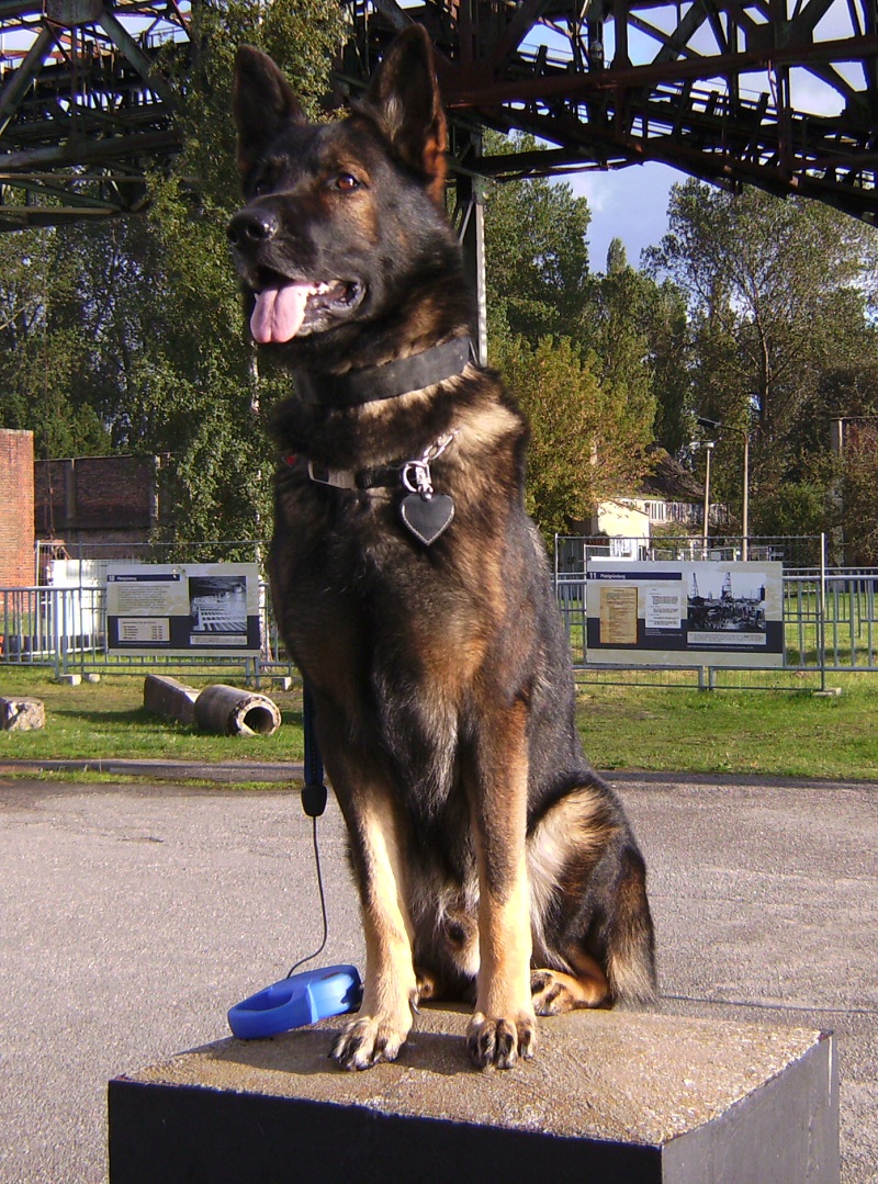 Artus der Wchter