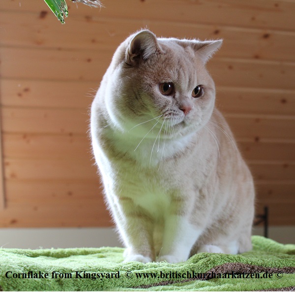 Cornflake02.152jpg