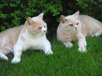 Guinness & Giulia gren Daitingklein