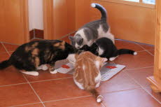 Familienfrhstck